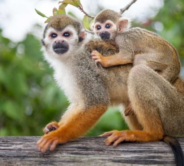 Monkeyland & Plantation